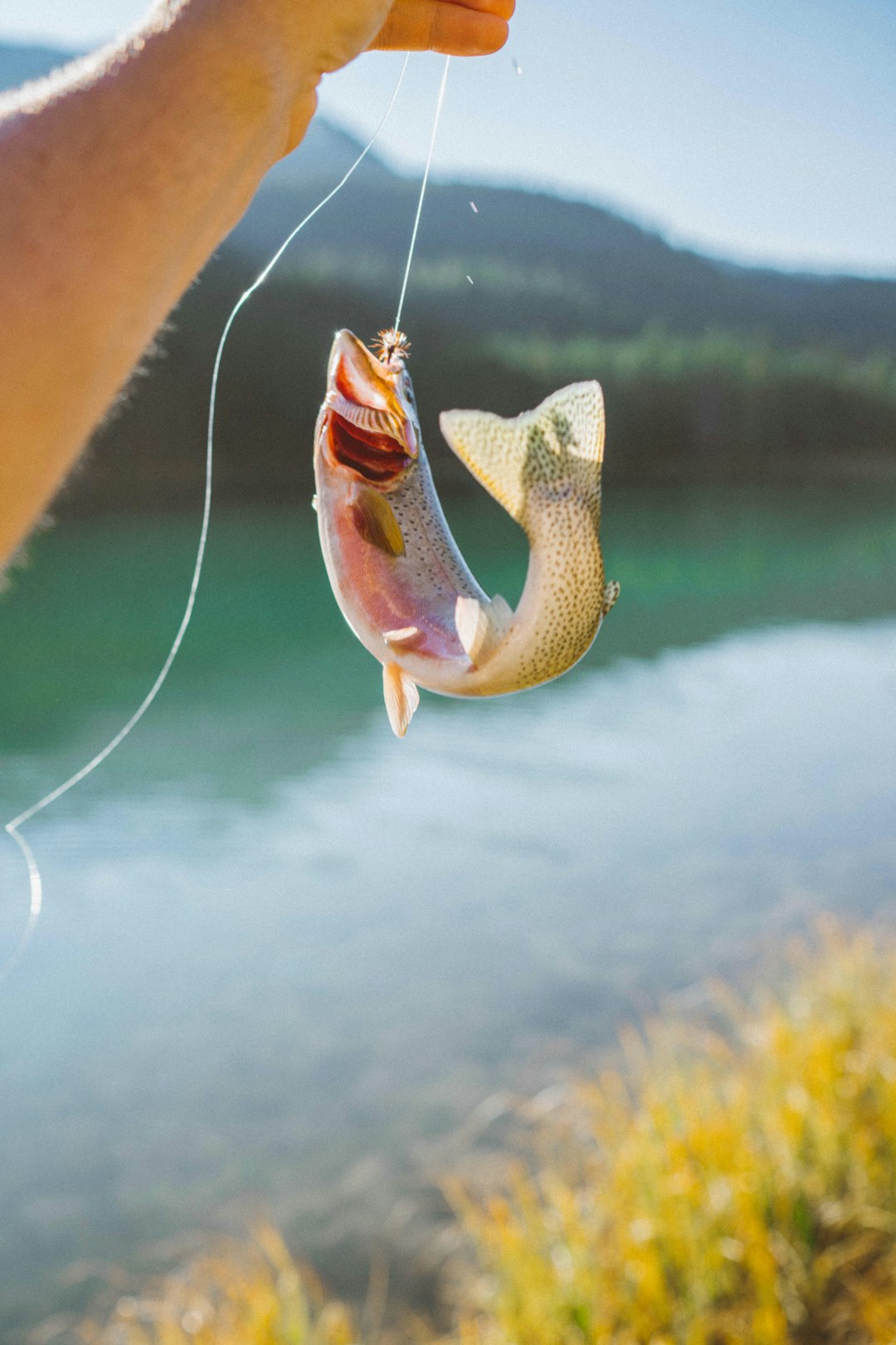 Trout fishing in Montana.